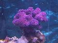 Aquarium Finger Coral, Stylophora purple Photo