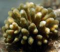 აკვარიუმი Finger Coral, Stylophora ყავისფერი სურათი