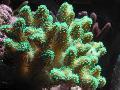 Aquarium Finger Coral, Stylophora green Photo