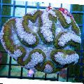 Akvárium Symphyllia Koralov svetlomodrá fotografie
