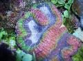 Akvaario Symphyllia Koralli sekalainen kuva