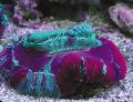 Aquário Coral Cérebro Aberto  foto e características