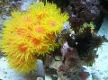 Sol-Flor Alaranjada Coral