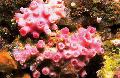 Aquário Sol-Flor Alaranjada Coral  foto e características