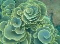 杯状珊瑚虫（宝塔珊瑚）