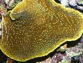 Aquarium Coupe Du Corail (Pagode De Corail), Turbinaria marron Photo