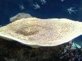 Aquarium Coupe Du Corail (Pagode De Corail), Turbinaria jaune Photo
