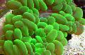 Aquarium Pearl Coral, Physogyra grün Foto