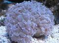 Аквариум Перла Корали, Physogyra светло синьо снимка