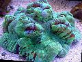 Hjernen Dome Korall