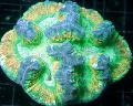 Akvarij Možgani Dome Coral, Wellsophyllia pestra fotografija