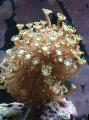 Alveopora Koralų