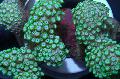 水族馆 Alveopora珊瑚 绿 照
