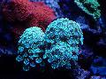 Akvárium Alveopora Korálů světle modrá fotografie