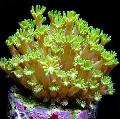 Akvárium Alveopora Korálů žlutý fotografie