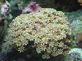 Organ Pipe Koraller