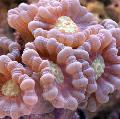 Tocha Coral (Candycane Coral, Coral Trompete)