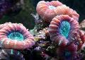 Akvarij Torch Koral (Candycane Coral, Trobenta Coral), Caulastrea rdeča fotografija