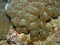 Akvaario Soihtu Koralli (Candycane Koralli, Trumpetti Koralli), Caulastrea ruskea kuva