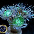 Akvárium Duncan Korall, Duncanopsammia axifuga zöld fénykép
