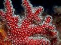Aquarium Colt Paddestoel (Zee Vingers), Alcyonium rood foto
