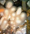 Aquarium Colt Mushroom (Sea Fingers), Alcyonium white Photo