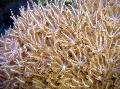 Akvariumas Garbanojimo Rankų Koralų clavularia, Anthelia rudas Nuotrauka