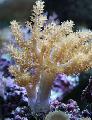 Akvarium Träd Mjuk Korall (Kenya Träd Korall), Capnella gul Fil