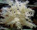 Akvariumas Medis Minkštas Koralų (Kenija Medis Koralų)  Nuotrauka ir charakteristikos
