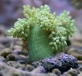 Akvariumas Medis Minkštas Koralų (Kenija Medis Koralų)  Nuotrauka ir charakteristikos