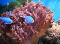 Aquarium Colt Corail, Cladiella marron Photo