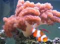 水族馆 小马珊瑚, Cladiella 粉红色 照