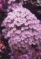 Akvarij Zvezda Polip, Tube Coral clavularia, Clavularia rožnat fotografija