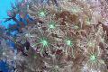 Akvarij Zvezda Polip, Tube Coral clavularia, Clavularia zelen fotografija