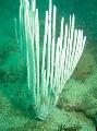 Akvaarium Gorgonian Pehme Korall mere fännid Foto ja omadused