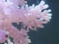 Aquarium Carnation Tree Coral, Dendronephthya white Photo