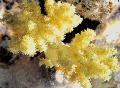 Акваријум Carnation Tree Coral, Dendronephthya жут фотографија
