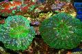 Akvariumas Pelėda Akių Koralų (Mygtuką Koralų), Cynarina lacrymalis žalias Nuotrauka
