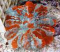 Akvarij Sova Oko Koral (Gumb Coral), Cynarina lacrymalis pestra fotografija