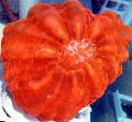 Akvariumas Pelėda Akių Koralų (Mygtuką Koralų), Cynarina lacrymalis raudonas Nuotrauka