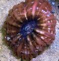 Akvarij Sova Oko Koral (Gumb Coral), Cynarina lacrymalis rjava fotografija