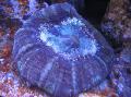 Akvarium Ugle Øje Koral (Knap Coral), Cynarina lacrymalis lilla Foto