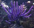 Akvariumas Jūra Ventiliatorius jūros gerbėjai, Euplexaura violetinė Nuotrauka
