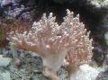 Akvariumas Lemnalia Kalafiorai rožinis Nuotrauka
