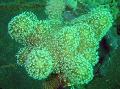 Acuario Coral De Cuero De Dedo (Mano De Coral Del Diablo), Lobophytum verde Foto