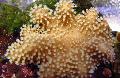 Akvariumas Pirštų Odos Koralų (Velnio Ranka Koralų), Lobophytum rudas Nuotrauka