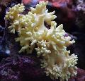 Akvarij Prst Usnje Koral (Ročno Coral Hudičev), Lobophytum rumena fotografija