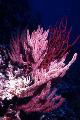 Akvárium Menella mořské fanoušci růžový fotografie