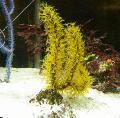 Akvaryum Menella deniz fanlar sarı fotoğraf