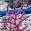 Aquarium Menella sea fans red Photo